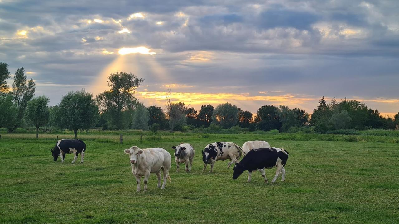 Willa 7Viridis Dendermonde Zewnętrze zdjęcie
